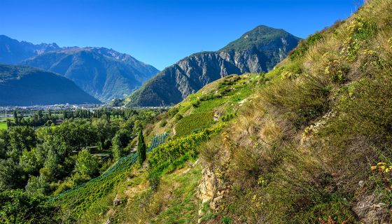 Alexandre Delétraz's (Cave des Amandiers) vineyards in Valais @ Leif Carlsson