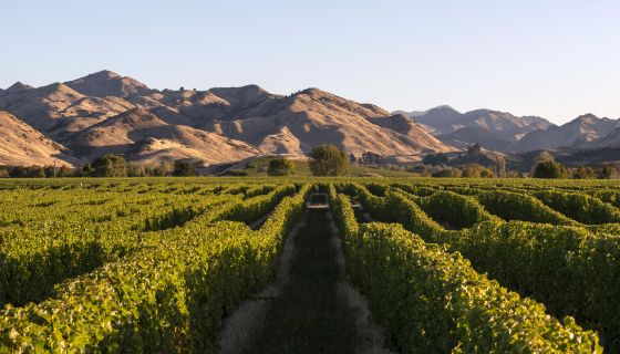 Falveys vineyard by Kevin Judd