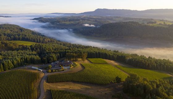 Penner-Ash vineyard