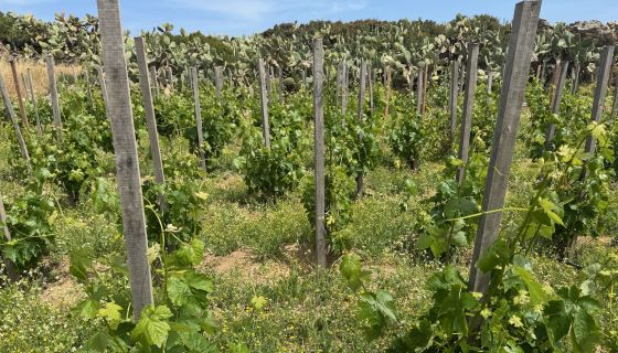 Tranampelo field blend