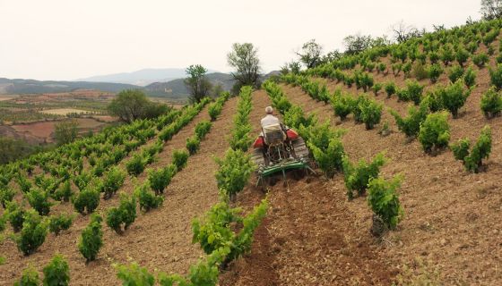 Acered vineyard
