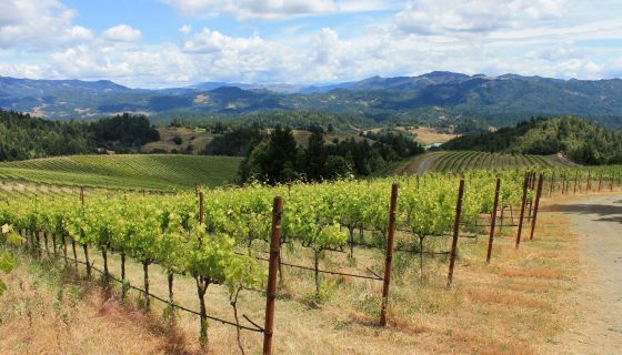 Alder Springs vineyard