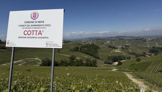 Cotta vineyard
