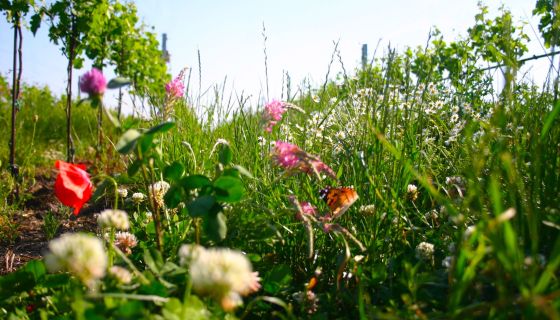 Flowers in the Meinklang vineyard