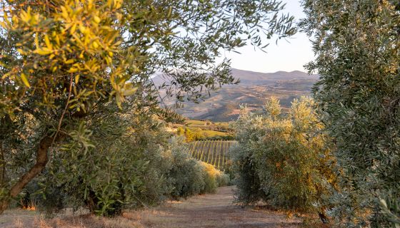 Poggio di Sotto vineyard