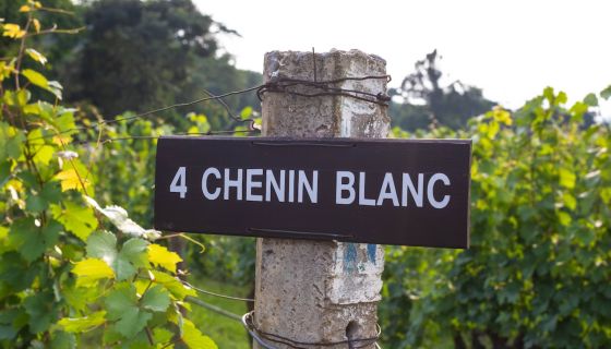 Chenin Blanxc vineyard in South Africa 