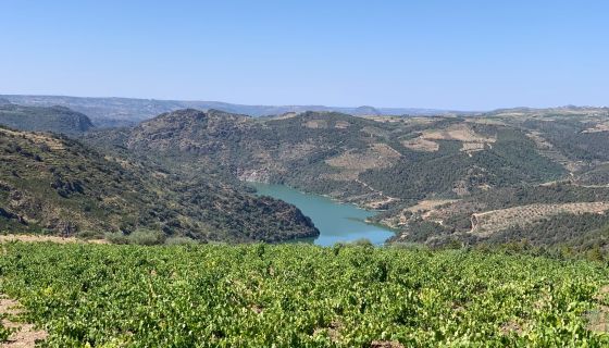 Picotês vines in Arribas