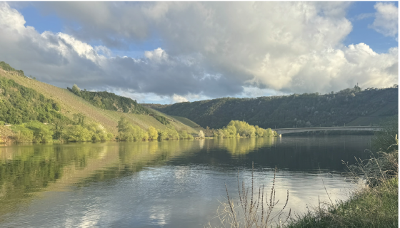 Vineyards in the Mosel