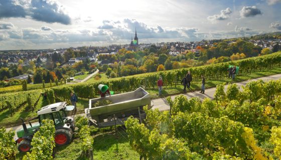 Harvest at Robert Weil by Peter Quirin.jpg