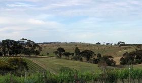 Farr Sangreal Chardonnay vines