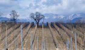 Ch Mercian Mariko vines