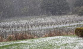 Tiers Vineyard, South Australia in winter