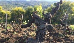 Alberello Nerello vines in Graci vineyard