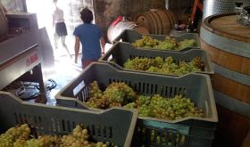 Dom de l'Horizon harvested grapes