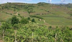 Gini's La Frosca vineyard in Soave