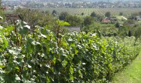 Heumann vineyards with a view of the valley