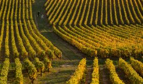 Collecting grapes for Verjus in the Cote Chalonnaise