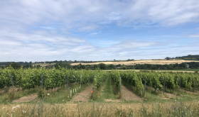 Vineyard in Limburg, Netherlands