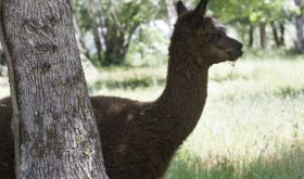 Llama guarding Mimi's Vineyard