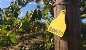 Sangio sign on vineyard post at Fighting Gully Road