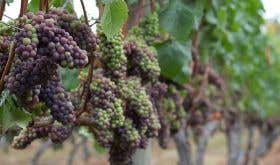 Pinot Gris grapes near Victoria, British Columbia