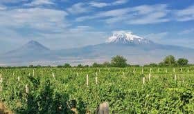 Armenian vines and Mt Ararat