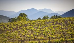 Vineyards in Asprokambas, Nemea, Greece