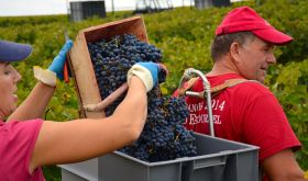 grape harvest in Bordeaux - pickers at Cos dEstournel