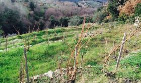 vineyard terraces at L'Aietta