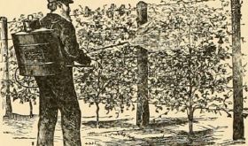 1906 spraying vines by hand