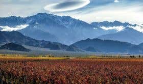 Primera Zona vineyards in Mendoza, Argentina with the Andes in the background