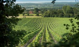 Chapel Down's Kit's Coty vineyard in Kent, England
