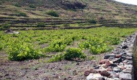 Sigalas Assyrtiko vineyard on Santorini