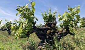 Mission vine planted in 1854 in Amador County
