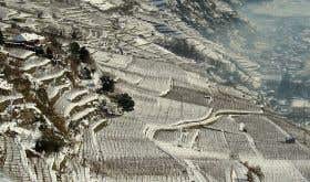 Ar Pe Pe vines in Valtellina, northern Italy