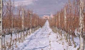 Alpha Estate vines in the snow