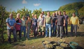 Grape pickers for the Cave de Hunawihr in Alsace in 2018