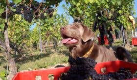 Pinot the dog in a Pinot Noir vineyard at harvest time