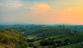 Verus Jeruzalem vineyards