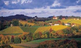 Verus autumn vineyards in Ormoz Slovenia