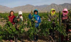 Women in the vineyards of Silver Heights in Ningxia, China