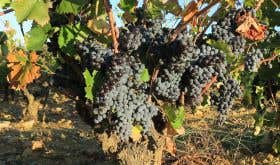 Mourvedre in Chateauneuf-du-pape in 2019