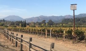 Owl box in Napa Valley vineyard just north of St Helena