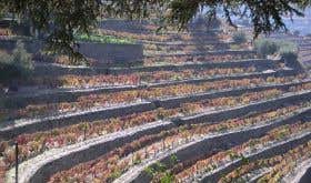 Autumn terraces at Quinta do Noval in the Douro valley