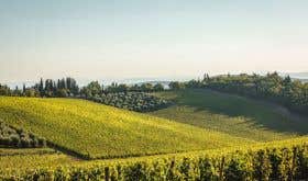 vineyards in Chianti Classico