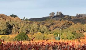 Zinfandel vines in autumn 2019 overlooked by hillsides scorched by the Kincade Fire