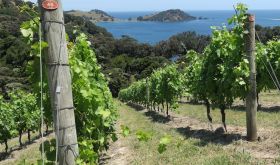 Man O War Syrah vineyard