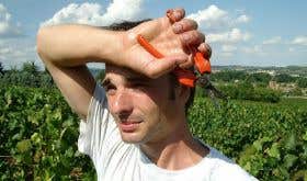 Sweaty grape picker in Burgundy 2003