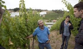 Stephen Henschke in their Lenswood vineyard before the 2019 Adelaide Hills fire