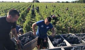 2019 Bordeaux harvest in St-Julien